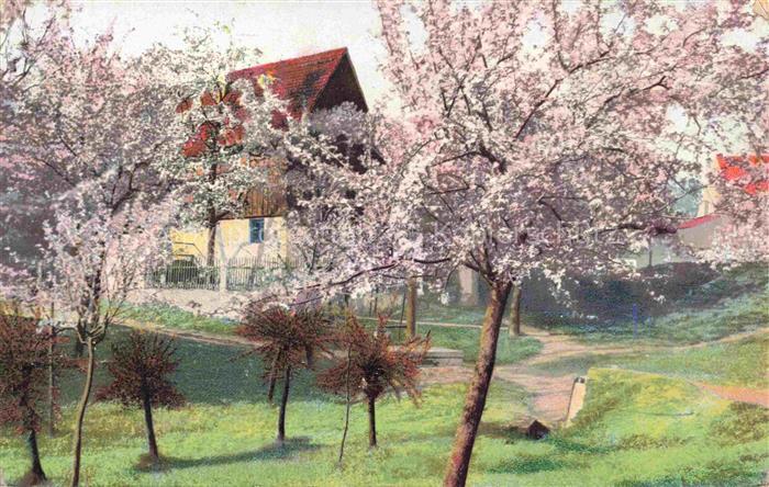 Photochromie Verlag Photochromie Nr. 1209 Blumenbaum