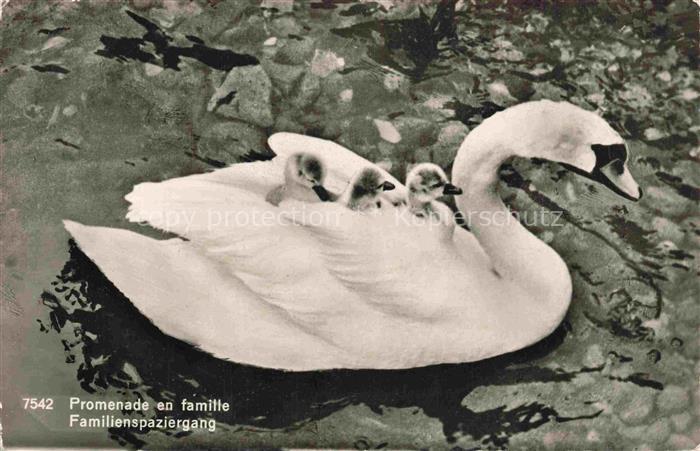 VoeGEL Birds Oiseaux Uccelli Pajaros-- Schwamm Familienspaziergang
