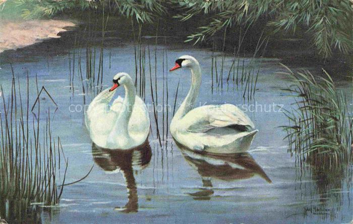 VoeGEL Birds Oiseaux Uccelli Pajaros-- Schwamm Teich