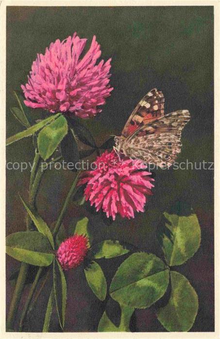 Pflanzen Rotklee Trifolium prafense Vanessa cardui Schmetterling