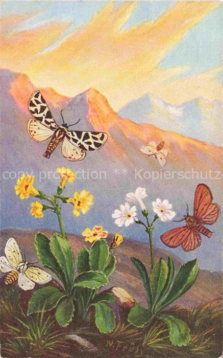 Pflanzen Primula arctois Primel Bastarde Schmetterling Litho