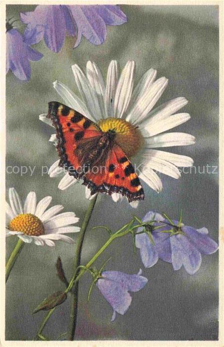Pflanzen Campanula Glockenblume Wucherblume Ox eyed Daisy Schmetterling