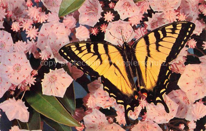 Schmetterlinge Butterflies-- North Turner Maine