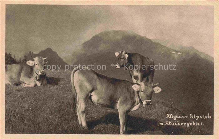 Immenstadt Allgaeu Bayern Stuibengebiet Alpvieh Kuehe Alm Berge Allgaeu Weide