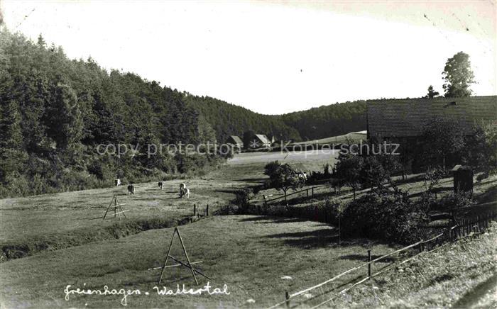 Freienhagen Waldeck Wackertal Hessen Walbertal Tal Wiesen Wald Kuehe Bauernhof L