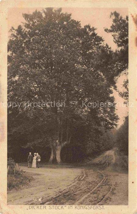 Rath Heumar Koenigsforst Dicker-Stock Baum Waldweg Passanten Wald Pension Luftku