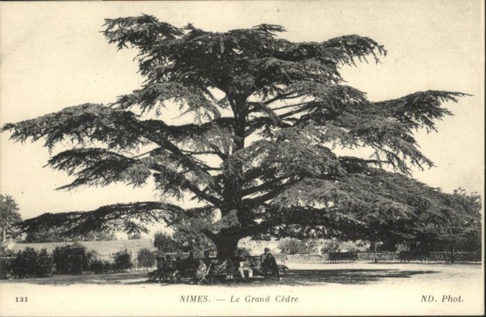 Nimes Grand Cedre
