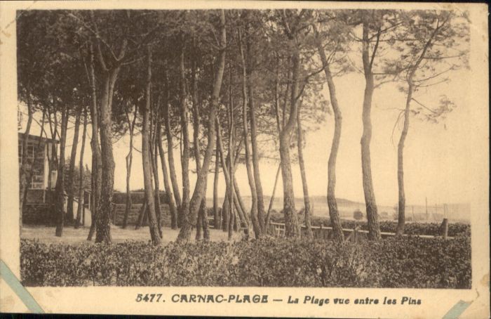 Carnac Morbihan Carnac Plage Pins