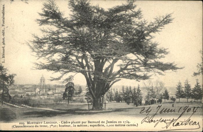 Montigny-Lencoup Cedre Baum