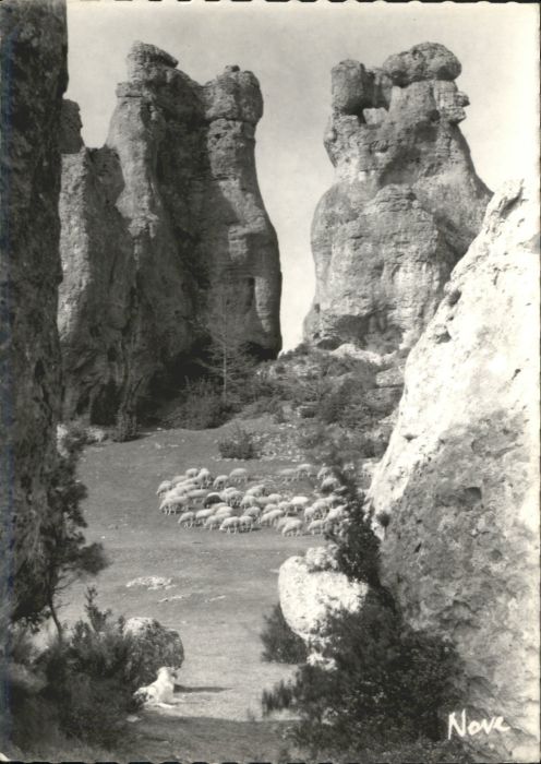 Rodez Le Causse Noir Schafe