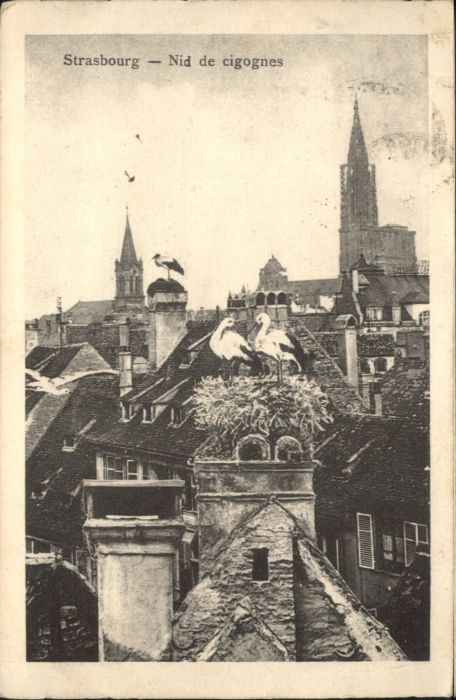 Strasbourg Alsace Strasbourg Nid de cigognes