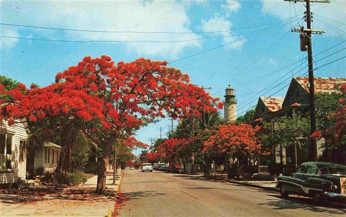 Key West Florida USA Roayl Poinciana Trees lined along Simonton