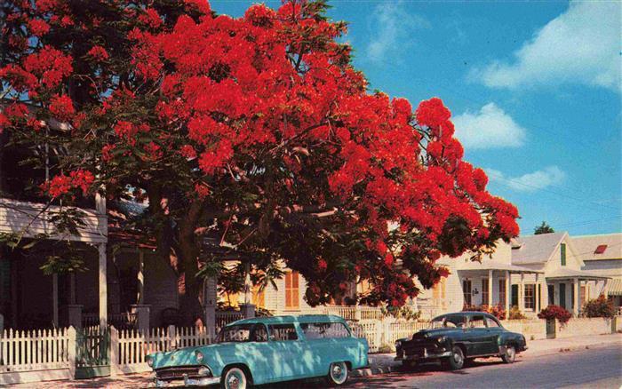 Key West Florida USA Flowering Royal Poinciana tree