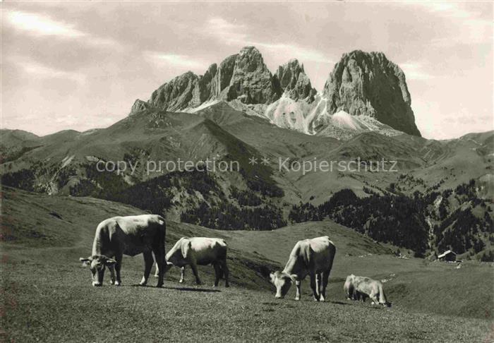 Dolomiti  Dolomiten IT Gruppo del Sassolungo