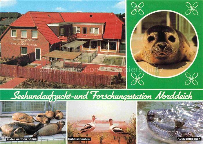 Norddeich  Norden Nordseebad Seehundaufzuchtstation Seehunde Saebelschnaebler Au