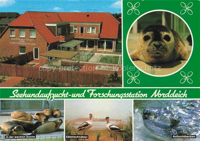 Norddeich  Norden Nordseebad Seehundaufzuchtstation Norddeich Seehunde in der wa