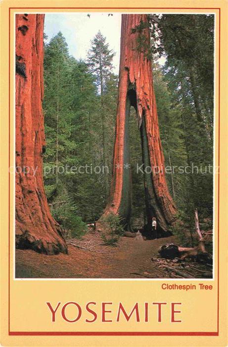 Yosemite Village California USA Clothespin Tree