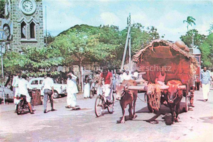 SRI LANKA Ceylon Bullock Cart