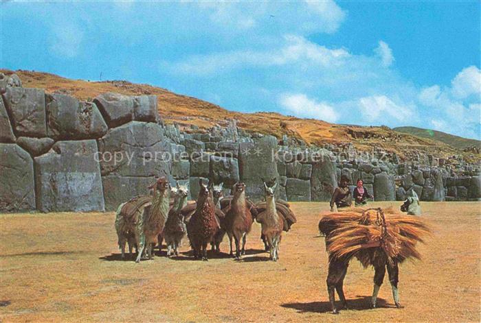 Cuzco Peru Ruinas de Sacsahuaman y auquenidos