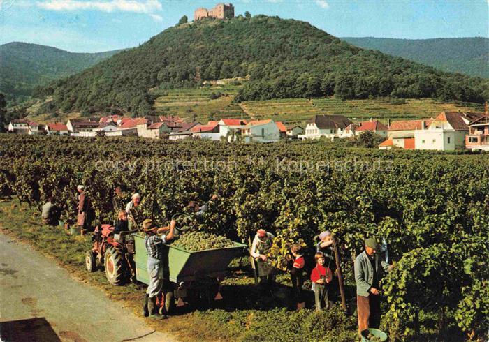 Hambach  Neustadt Weinstrasse Weinlese mit Hambacher Schloss