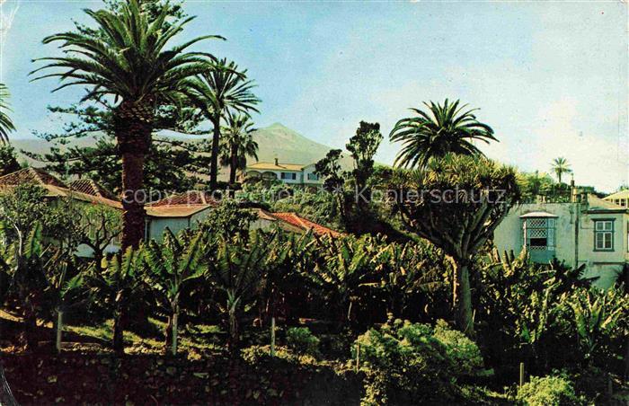 Puerto-de-la-Cruz Tenerife ES Palmeras plataneras y drago