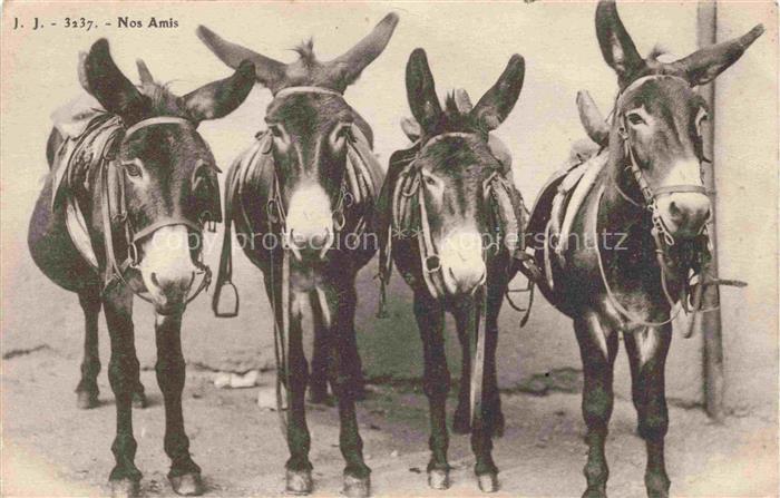 Esel Tiere J.J.Nr.3237 Nos Amis