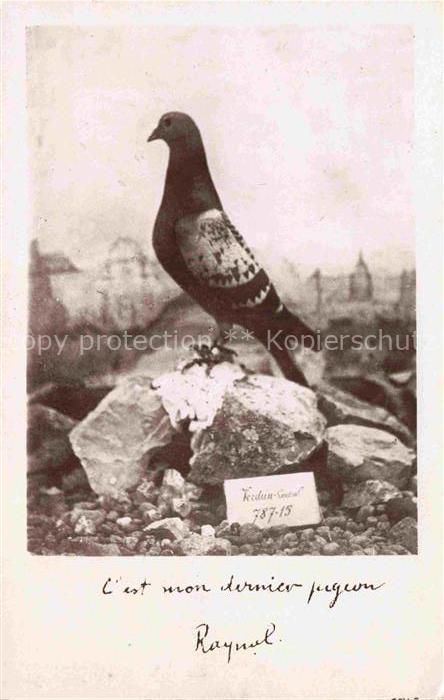 Brieftaube Carrier Pigeon voyageur Colombogramme Commendant RAYNAL Defenseur du