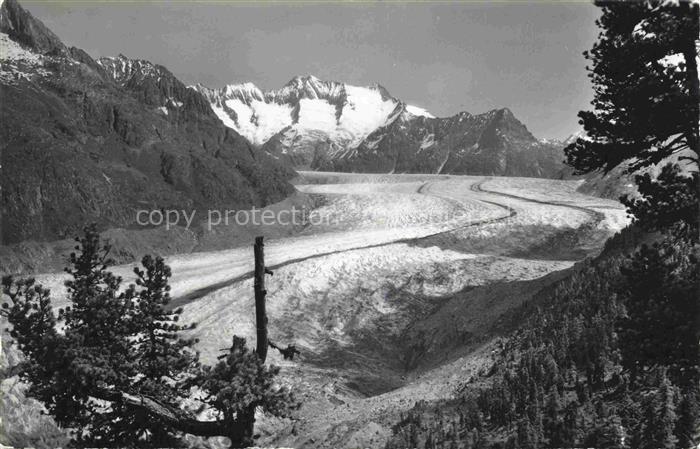 Gletscher Glacier Glaciar Ghiacciaio-- Aletschwald am Gr. Aletschgletscher
