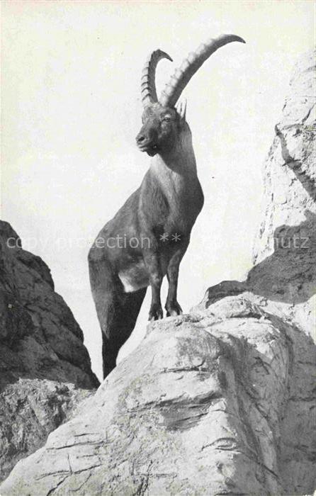 Gemse Chamois Gamuza Wildpark Peter und Paul St.Gallen