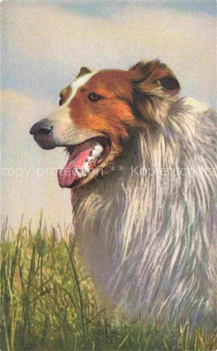 Hunde dogs chiens Colli