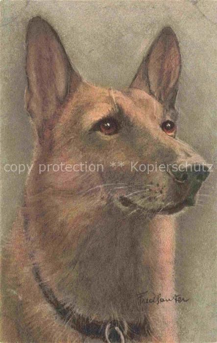 Schaeferhund Deutscher German Shepard allemand-- Asiatian Wolfhound Berget d Als