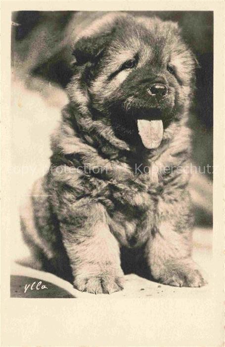 Hunde dogs chiens ylla