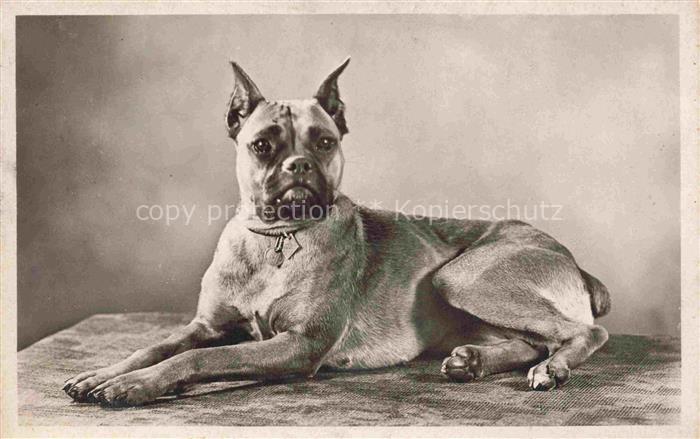 Foto Amag Nr. 37 Hund