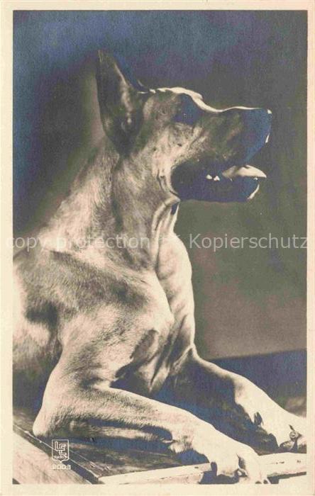 Hunde dogs chiens LE Paris Nr.2003 Edition Superluxe Paris