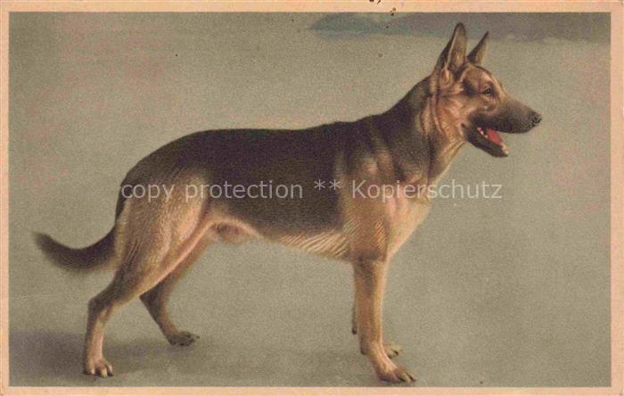 Hunde dogs chiens Schaeferhund