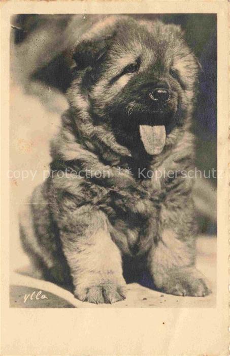 Hunde dogs chiens 1960 Ylla Welpe
