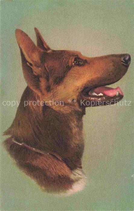 Hunde dogs chiens Alsatia Wolfhaound Berger alsatien