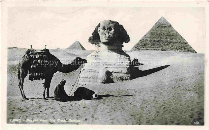 Kamele  Camel Chameau-- Cairo