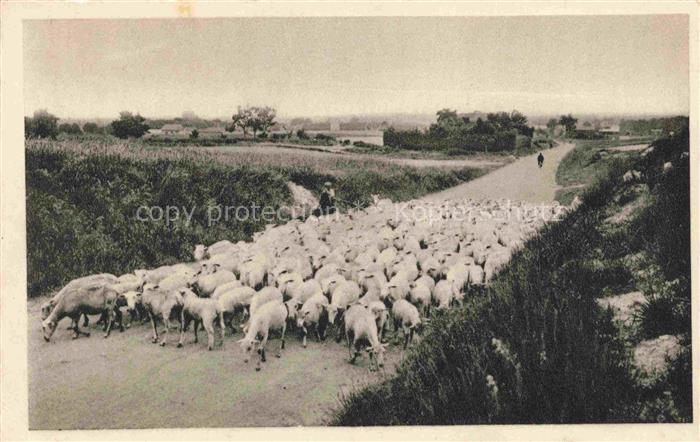 Schaeferei Sheperding Bergerie-- France