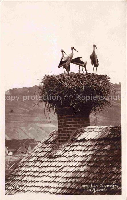 Storch Stork Cigogne Ciguena CAP Nr. 422 Les Cigognes en Alsace