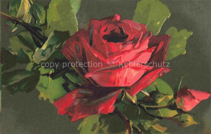 Rosen Roses Rosas-- T.A.M. Nr.1102 Litho Rot