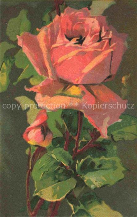 Rosen Roses Rosas-- Litho Rosa T.A.M. Nr.1101