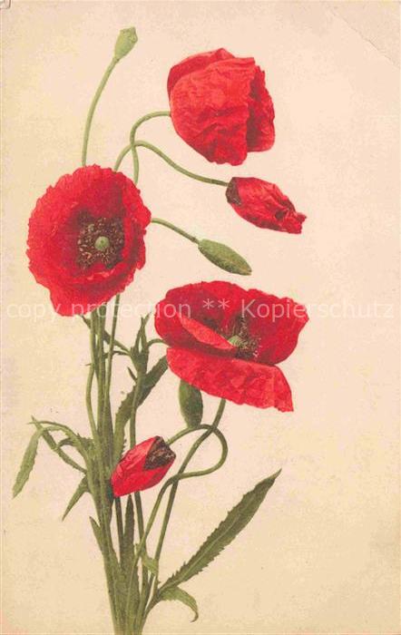 Mohnblumen Blumen Flowers Fleurs Litho