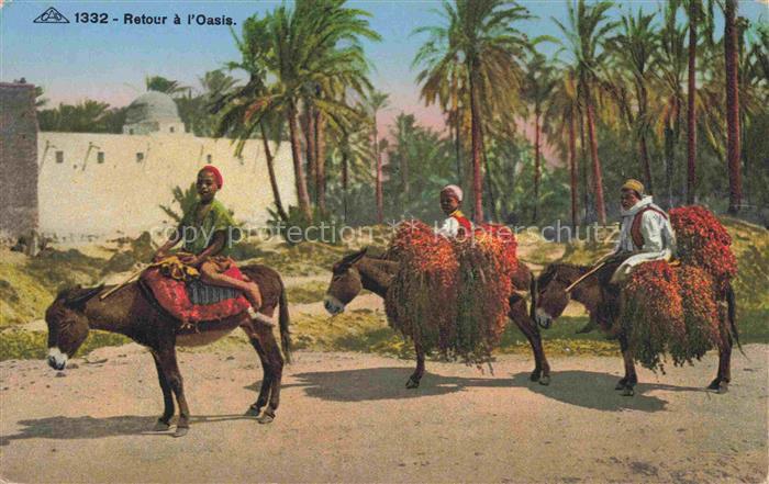 Esel Tiere Retour a l Oasis