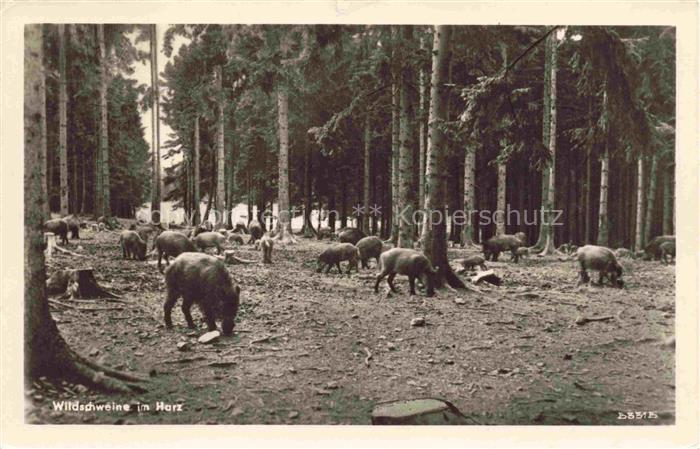 Wildschwein Wild Boar Sanglier Jabali Cinghiale-- im Harez Wald