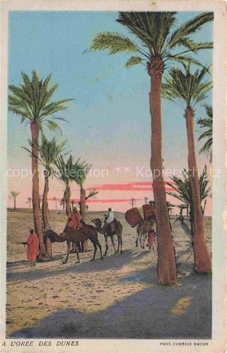 Kamele  Camel Chameau-- A L Oree des Dunes