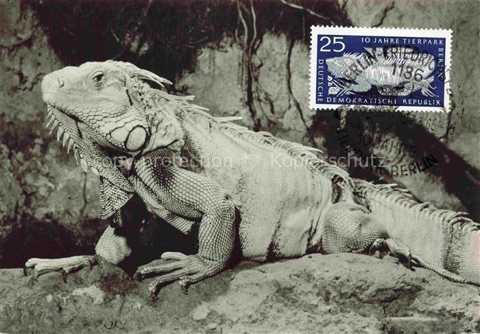 Zoo Gardin Zoologique-- Gruener Leguar Tierpark Berlin