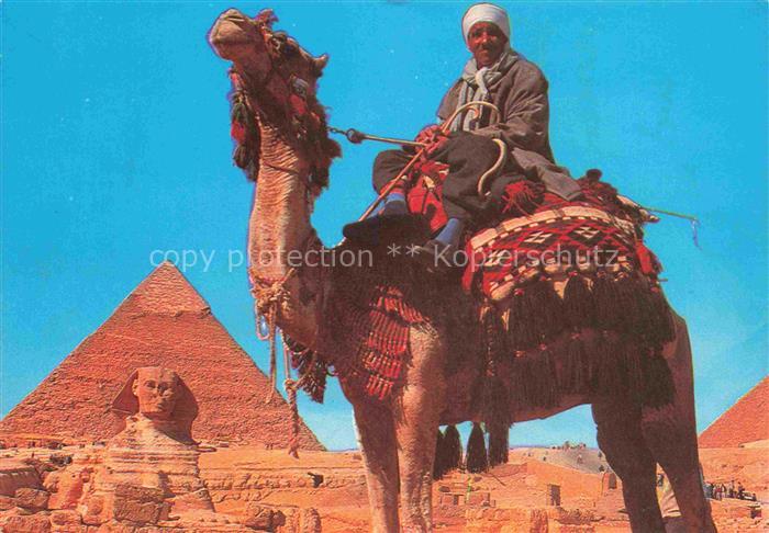 Kamele  Camel Chameau-- Giza Sphinx Khafre Pyramid Egypt