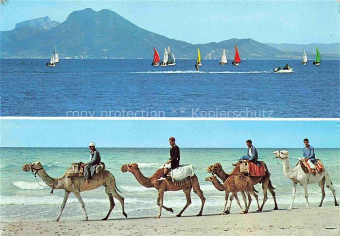 Kamele  Camel Chameau-- Tunisie Kueste 1300 Km lang