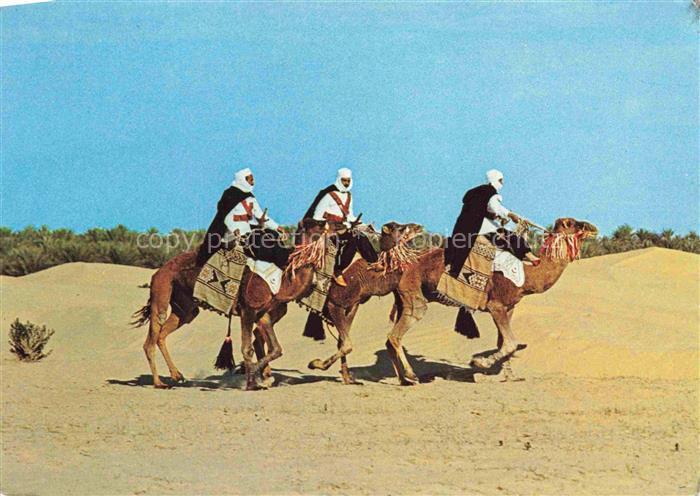 Kamele  Camel Chameau-- Sud Tunisien 3 meharis